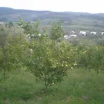 Casa rural Parco Dei Limoni Peschici