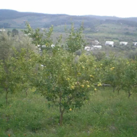 בית כפרי Parco Dei Limoni פסקיצ'י